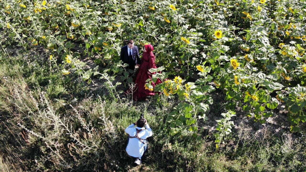 حقول دوار الشمس في ولاية آغري