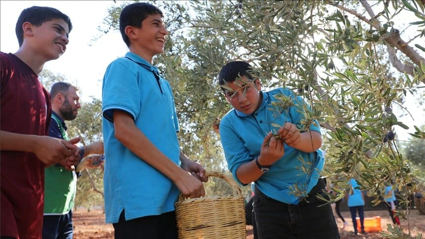 أيتام سوريين في فعالية قطاف الزيتون الترفيهية