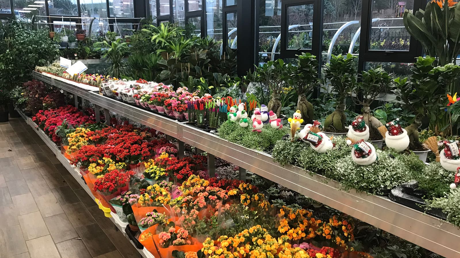 الورد التركي يصل إلى 83 دولة حول العالم