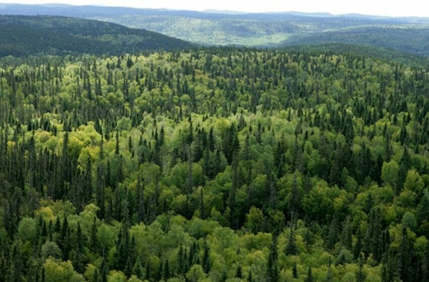  ارتفاع مساحة الغابات التركية في 2021