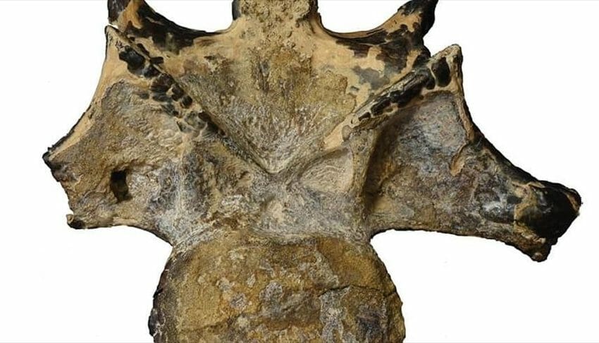  الأقدم في إفريقيا.. العثور على حفرية ديناصور عمرها 98 مليون عام