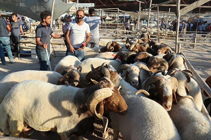 سوق الأضاحي - أسعار الأضاحي في تركيا 2022