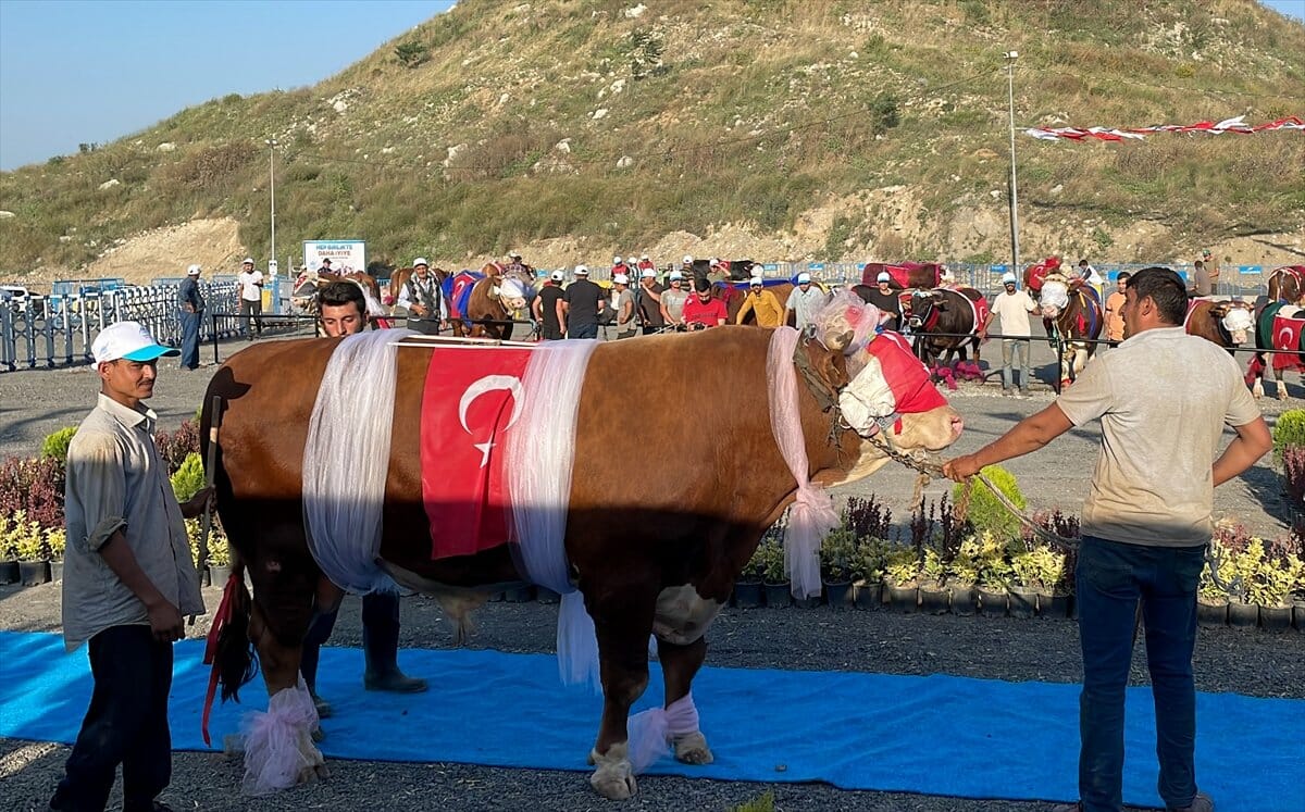 مسابقة ملك جمال الأضاحي في تركيا 2022