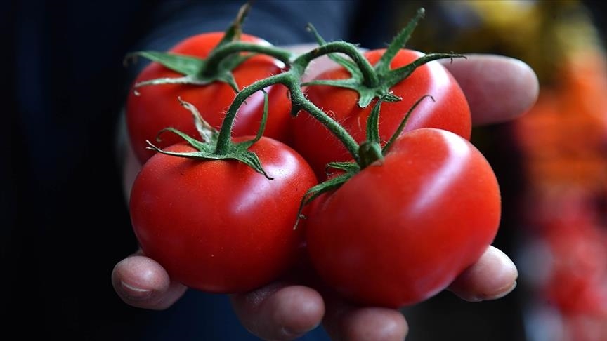 326 مليون دولار صادرات تركيا من الطماطم في النصف الأول