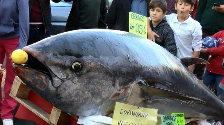تركيا ستضاعف صادراتها من سمك التونا خلال 2024