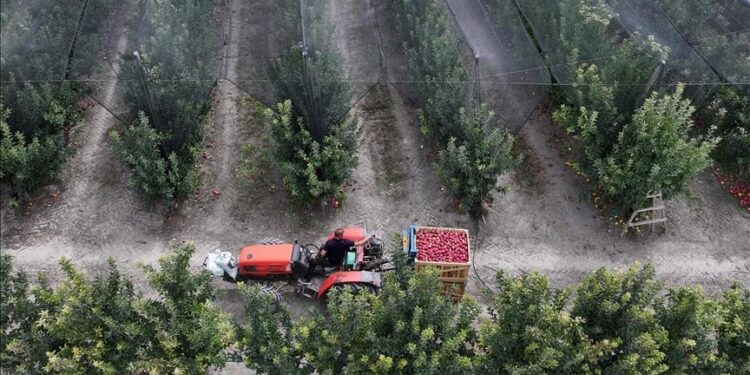 تفاح يحيالي التركي.. نكهة مميزة تصل أسواق الخليج