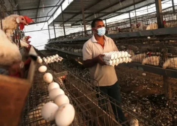 هل تحل تركيا أزمة ارتفاع أسعار البيض في مصر؟