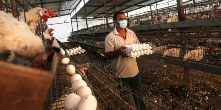 هل تحل تركيا أزمة ارتفاع أسعار البيض في مصر؟