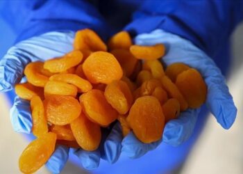 صادرات تركيا من المشمش المجفف تناهز 287 مليون دولار في 9 أشهر