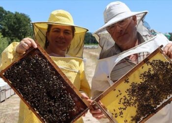 تركيا تصدر العسل إلى 53 دولة ومنطقة في 2024