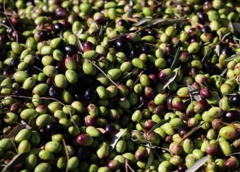 تركيا تجني 60 مليون دولار من صادرات الزيتون في 2024