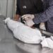 قطاع غزة.. استشهاد 490 طفلا خلال 20 يوم