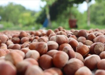 تركيا تجني 1.7 مليار دولار من صادرات البندق