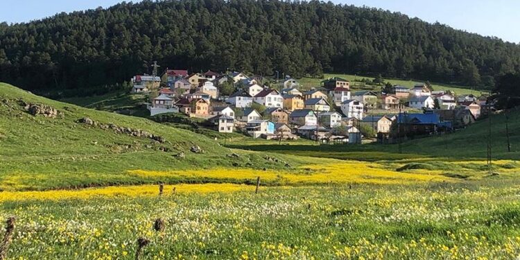 تركيا.. هضبة إغري تشيمان تتنفس عبق الربيع بحلة ذهبية