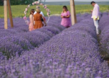 استوديوهات طبيعية.. حقول اللافندر ودوار الشمس تعزز السياحة بتكيرداغ التركية