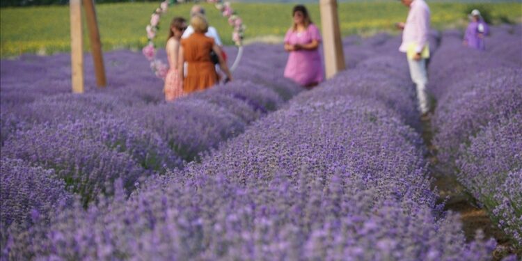 استوديوهات طبيعية.. حقول اللافندر ودوار الشمس تعزز السياحة بتكيرداغ التركية