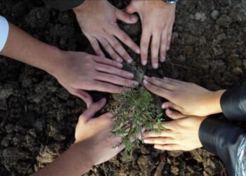 تركيا.. زراعة نحو 15 مليون شتلة خلال فعاليات "يوم التشجير"