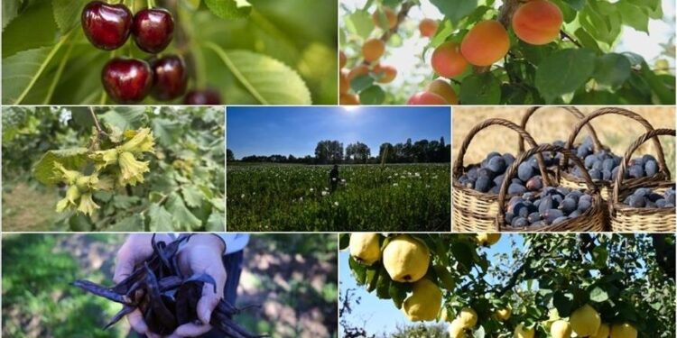 تركيا الأولى عالميا في 7 منتجات زراعية