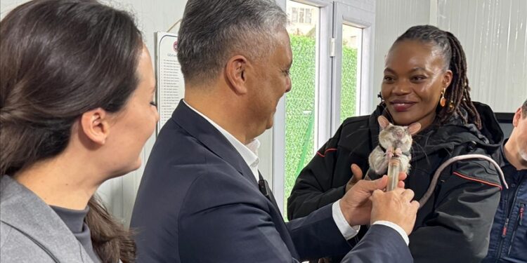 تركيا.. تأهيل فئران للمشاركة في أعمال البحث والإنقاذ