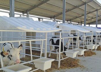 "كارمود" التركية تصدر كبائن للعجول حديثة الولادة إلى بولندا