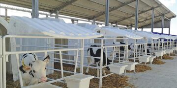 "كارمود" التركية تصدر كبائن للعجول حديثة الولادة إلى بولندا